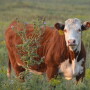 BT_Hereford_Heifer_Musk_Thistle