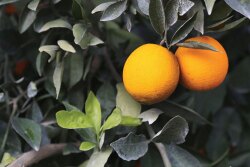 Booth Ranches LLC was in full swing harvesting, packing and shipping navel oranges in mid-January, says Tracy Jones, vice president of sales and marketing.