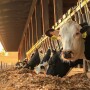 Rumen pH is highly influential on how milkfat production can be maximized. 