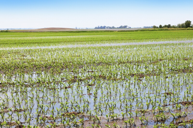 crop insurance decisions.jpg