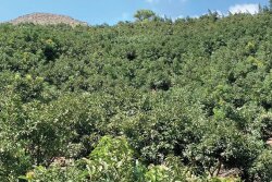 Temecula, Calif.-based Eco Farms received its first Peruvian fruit in late April, but significant volume will be available in the marketplace from early June into August, says Gahl Crane, sales director.
