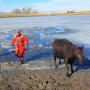 BT_Cow_Frozen_Pond_Ice
