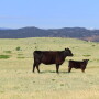 Rangeland