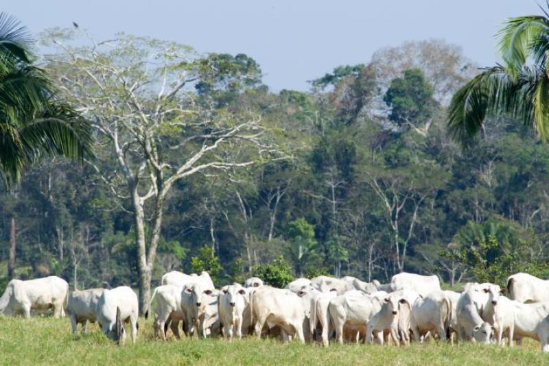 Brazilian cattle
