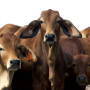 Australia_Cattle