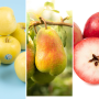 New apple and pear varieties. Photos courtesy Stemilt