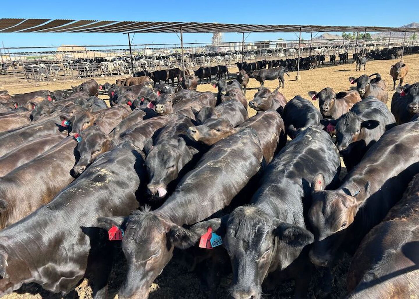 Beef on Dairy_Heiden