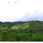 Colombia avocado groves