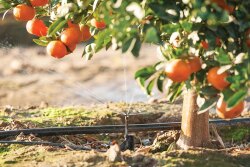 Installing water-saving irrigation systems is one way producers for Sunkist Growers Inc. practice sustainability to ensure that their farms are able to carry on for many more generations, says Christina Ward, director of global brand marketing.