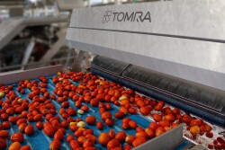 Tomra-tomatoes.jpg