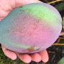 The National Mango Board works with U.S. importers who source from farms worldwide, such as those near  Guayaquil, the capital of Ecuador, which grows many varieties.