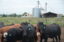 Ionophores and chlortetracycline were the antimicrobials fed on the highest percentages of feedlots.