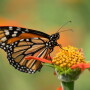 Monarch
