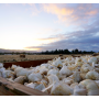 Demand for garlic is good at retail and rising at foodservice, suppliers say.