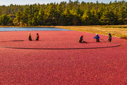 cranberry harvest