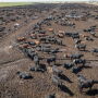 feedlot