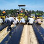 Workers for Jackson Farming Co. transplant cantaloupe in April.