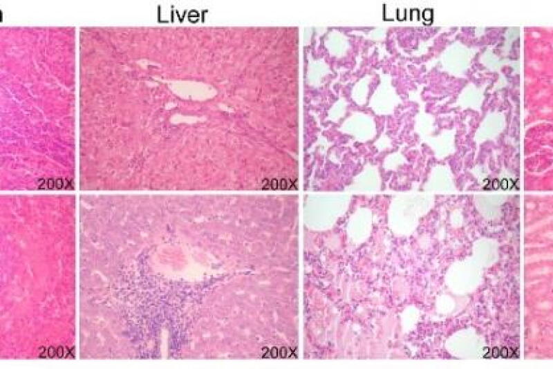 Transgenic (TG) pigs exhibit antiviral responses during CSFV infection. 