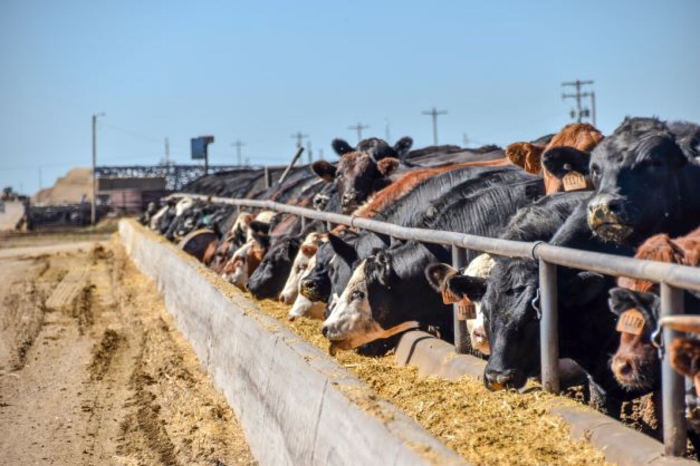 Feedlot
