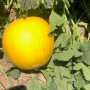 golden honeydew in field