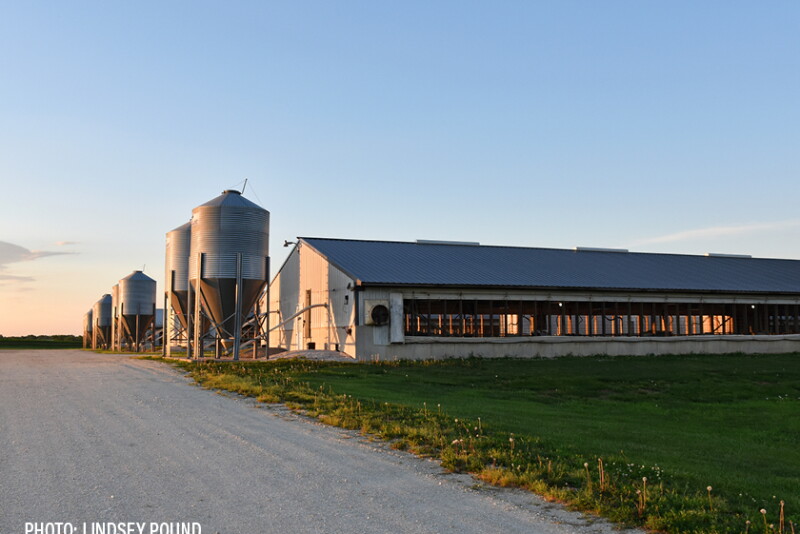 hog barn feed - Lindsey Pound
