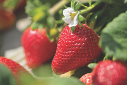 Well-Pict strawberry web.png