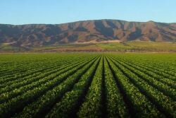 A Nunes family farm in the Salinas Valley. 