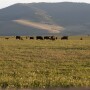 Range cows