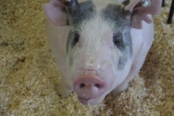 Show pig