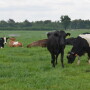 DT_Grazing_Dairy