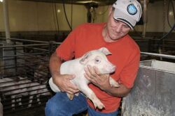 Bill Luckey Pig Farmer in Nebraska