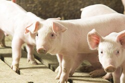 Feeder pigs