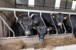 Beef-on-Dairy