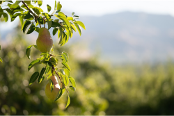 Rainier Fruit