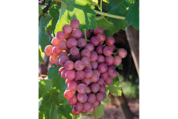 Chile flame seedless