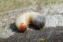 Larvae could be used to replace some protein levels in chicken feed. Professor Louwrens Hoffman says insect larvae could also be produced as a product from ‘upcycled waste’ including sewage.