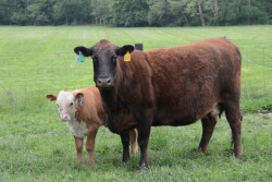 BT_Cow_Calf
