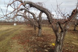 Michigan fruit trees