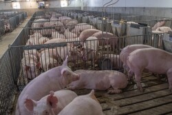 Pigs - K-State