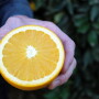 Heirloom navels are in season
