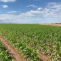 California's Imperial Valley sweet corn harvest is near.
