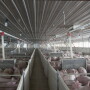 Proactive evaluation of your facilities will help ensure pigs are in a healthy environment this winter.