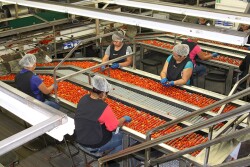 Workers sort tomatoes at a packing facility in Florida.