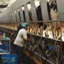 “The market is giving us the opportunities that we need to learn from our mistakes of this spring,” she says. “The market is giving us a second chance on protecting milk.”