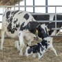 Fresh Cow_Adobe Stock