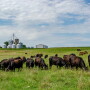 Euken-Myers farm, Lewis, Iowa