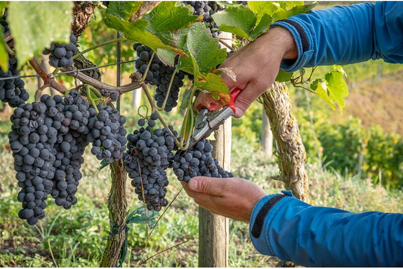 Grapes being cut