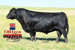 Hoover Dam, bred by Hoover Angus. 