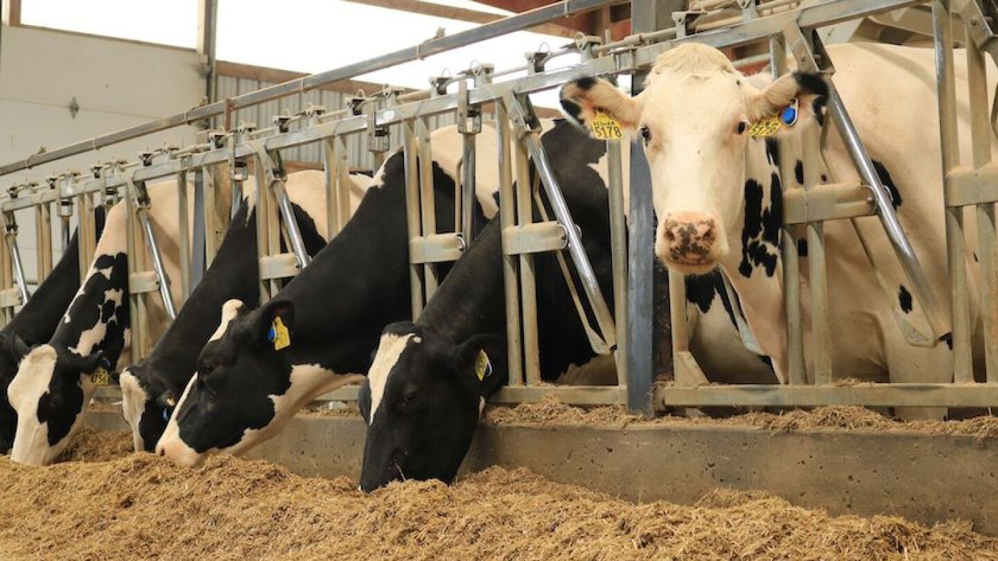 What Can We Really Expect from Elanco's New Bovaer®?