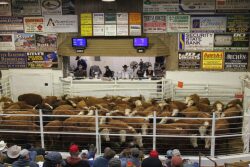 Mitchell Livestock Marketing, Mitchell, S.D.